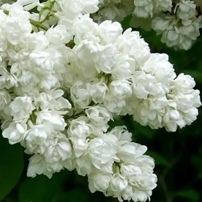 Сирень ПАМЯТЬ О КОЛЕСНИКОВЕ в Фаниполе