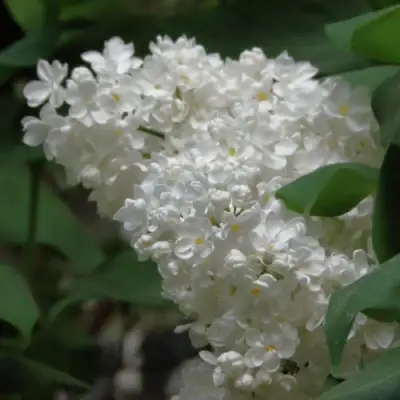 Сирень РУССКИЙ СЕВЕР в Фаниполе