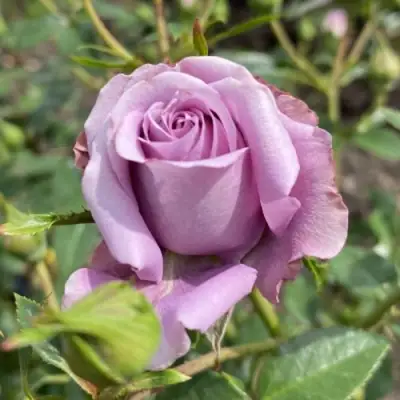 Роза БИЛОНА спрей в Фаниполе