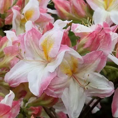 Азалия САТОМИ японская в Фаниполе