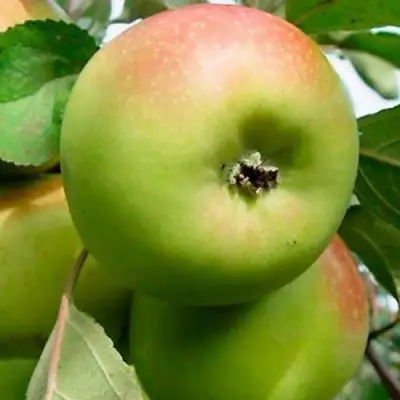 Яблоня БРАТ ЧУДНОГО стелющаяся в Фаниполе