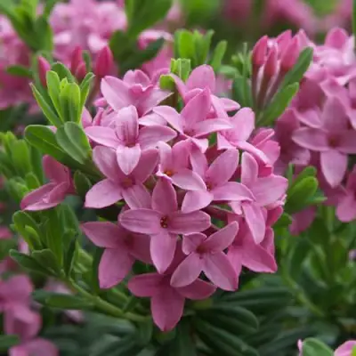 Волчеягодник КОЛЛИНА ГАРАЛЕНС в Фаниполе