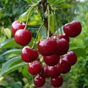 Дюк ФАКЕЛ в Фаниполе