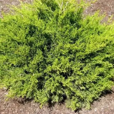 Можжевельник ИЗАБЕЛИН китайский в Фаниполе