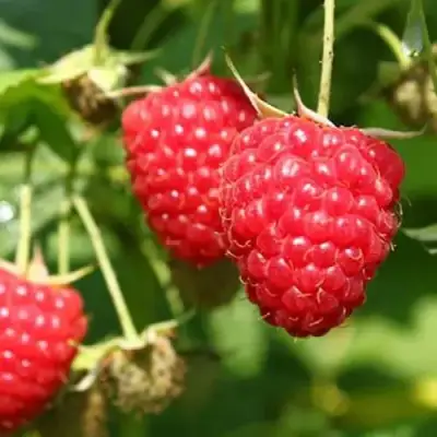 Малина БАЛЬЗАМ в Фаниполе