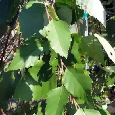 Береза САММЕР КАСКАД черная в Фаниполе