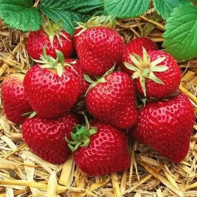 Клубника ХОНЕЙ в Фаниполе