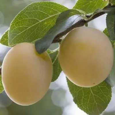 Слива УТРО в Фаниполе