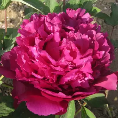 Пион ТАЙНАЯ СТРАСТЬ древовидный в Фаниполе