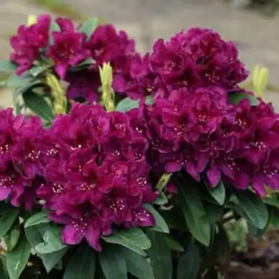 Рододендрон КАЛИ в Фаниполе