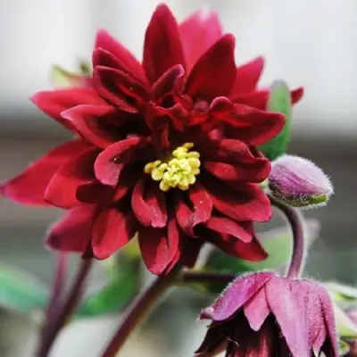 Аквилегия РУБИ ПОРТ обыкновенная в Фаниполе