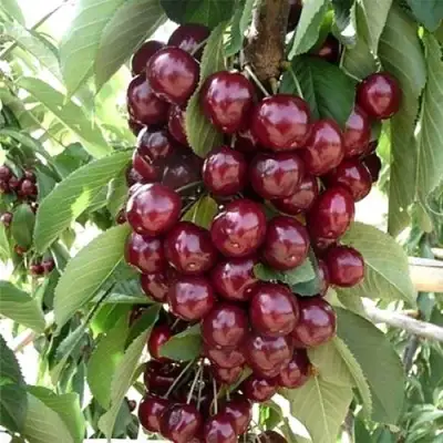 Черешня СИЛЬВИЯ колоновидная в Фаниполе