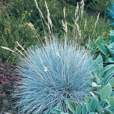 Овсяница АЙСФОГЕЛЬ сизая в Фаниполе