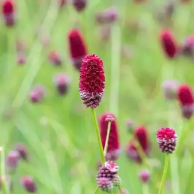 Кровохлебка БИТЛВИНГЗ в Фаниполе