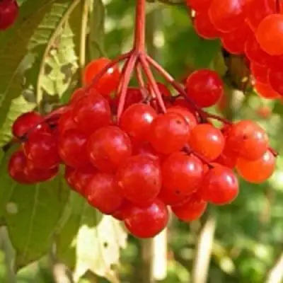 Калина ПАМЯТИ ВАЛЕНТИНЫ в Фаниполе