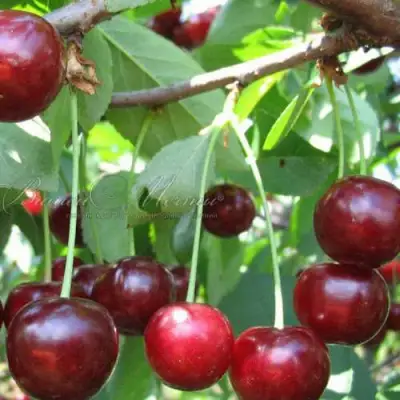 Дюк ИВАНОВНА в Фаниполе