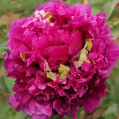 Пион ПОЛЕТ ЛАСТОЧКИ древовидный в Фаниполе