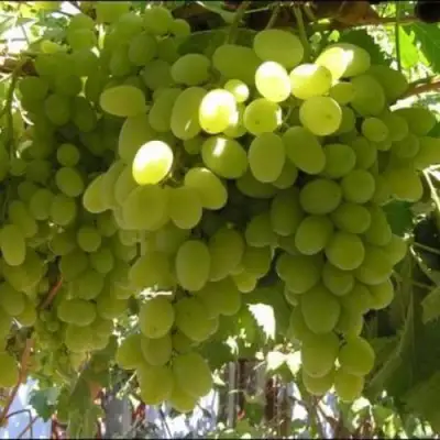Виноград ИЛЬЯ  в Фаниполе