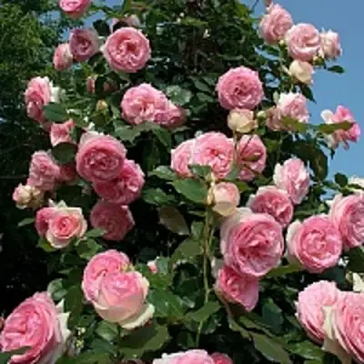 Роза ПЬЕР ДЕ РОНСАР плетистая в Фаниполе