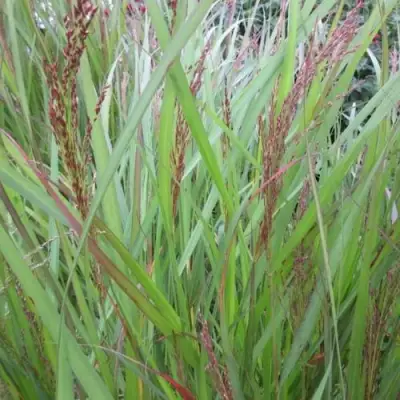 Просо ВЭРРИОР прутьевидное в Фаниполе