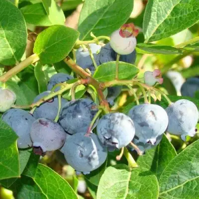 Голубика БЛЮДЖЕЙ в Фаниполе