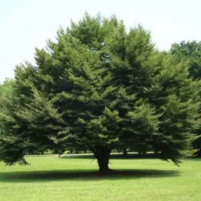 Бук обыкновенный в Фаниполе