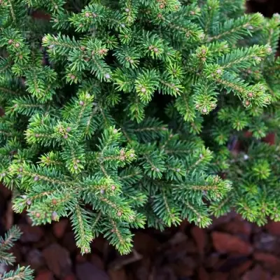 Ель ВИЛС ЦВЕРГ обыкновенная в Фаниполе