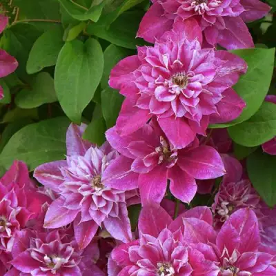 Клематис МАЙ ДАРЛИНГ  в Фаниполе