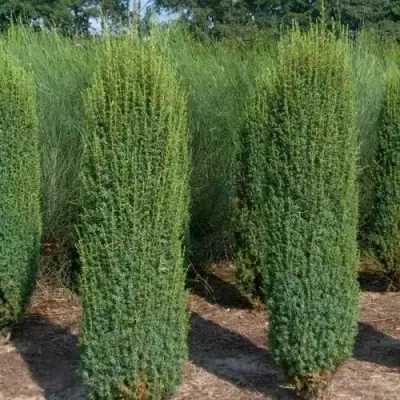 Можжевельник ХИБЕРНИКА обыкновенный  в Фаниполе