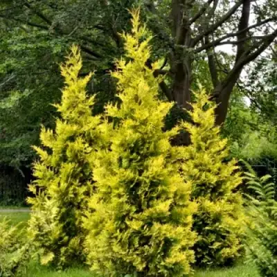 Туя ГОЛДЕН БРАБАНТ западная в Фаниполе