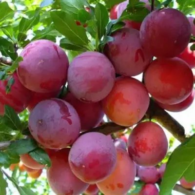 Слива НЕКТАРИННАЯ АРОМАТНАЯ в Фаниполе