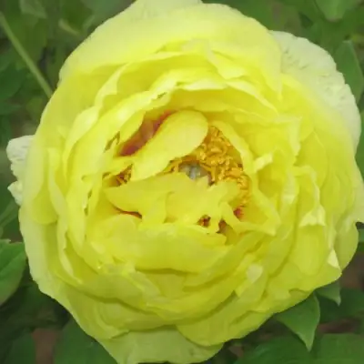 Пион ЗОЛОТО ПОДНЕБЕСНОЙ древовидный в Фаниполе