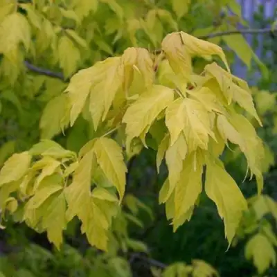 Клен ясенелистный в Фаниполе