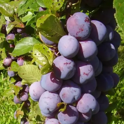 Слива НАГРАДА НЕМАНСКАЯ в Фаниполе