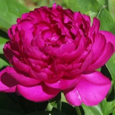 Пион БАРХАТ НОЧИ травянистый в Фаниполе