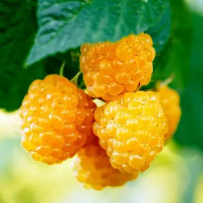 Малина МЕДОВАЯ в Фаниполе