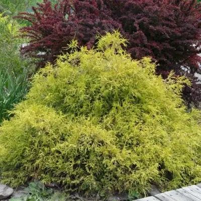 Кипарисовик ГОЛДЕН МОП горохоплодный в Фаниполе