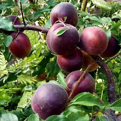 Шарафуга БЕЛЛА РОЯЛЬ в Фаниполе