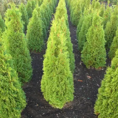 Туя САННИ СМАРАГД западная  в Фаниполе