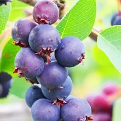 Ирга СМОУКИ в Фаниполе