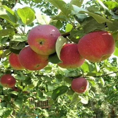 Яблоня ОРЛИК в Фаниполе