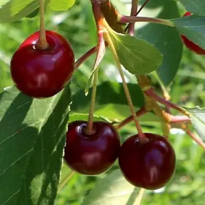 Дюк НАДЕЖДА в Фаниполе