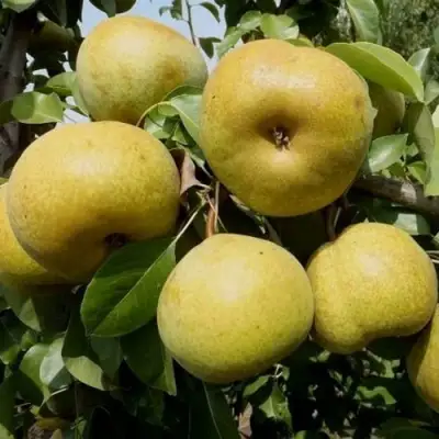 Груша ПЛАТОНОВСКАЯ в Фаниполе