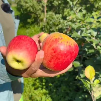 Яблоня БЛАГАЯ ВЕСТЬ в Фаниполе