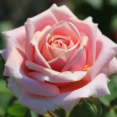 Роза ФРЕДЕРИК МИСТРАЛЬ чайно-гибридная в Фаниполе