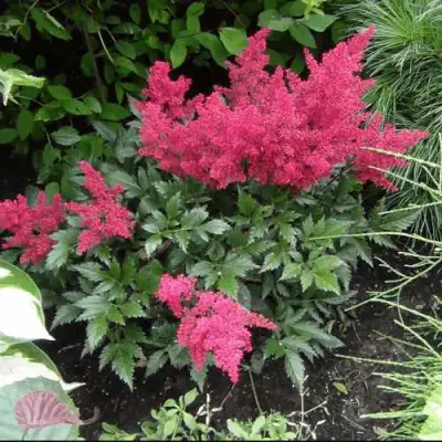 Астильба БОНН японская в Фаниполе