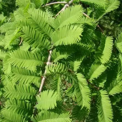 Метасеквойя  ГЛИПТОСТРОБОИДНАЯ  в Фаниполе