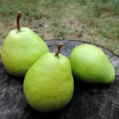 Груша БЕРЕ ЛЮКА в Фаниполе