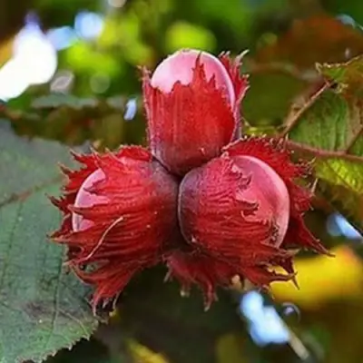 Фундук КРАСНЫЙ ЯНТАРЬ в Фаниполе