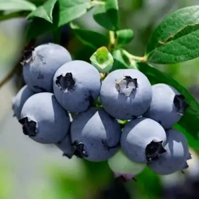 Голубика СИЕРРА в Фаниполе